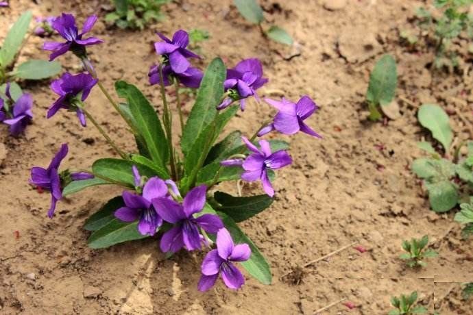 这种开紫花的小草,被医家称为"痈肿疔毒通用之药,你认识吗?