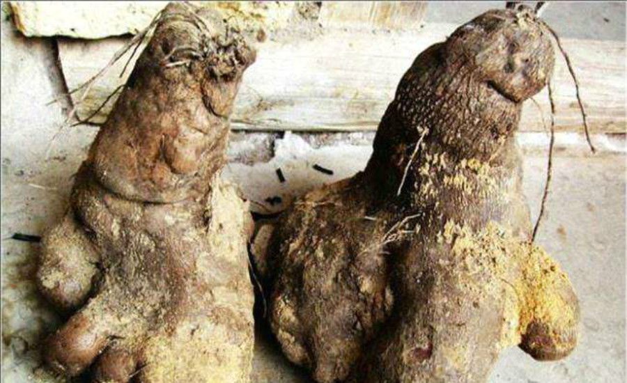 山药生长的过程中容易发生畸形,你知道应该怎么进行防治吗