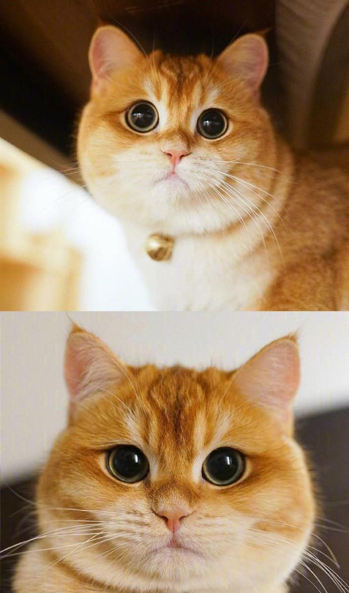 这只橘猫包子脸,蓝眼睛,仿佛总是气鼓鼓的,看起来特别憨厚,可爱到让人