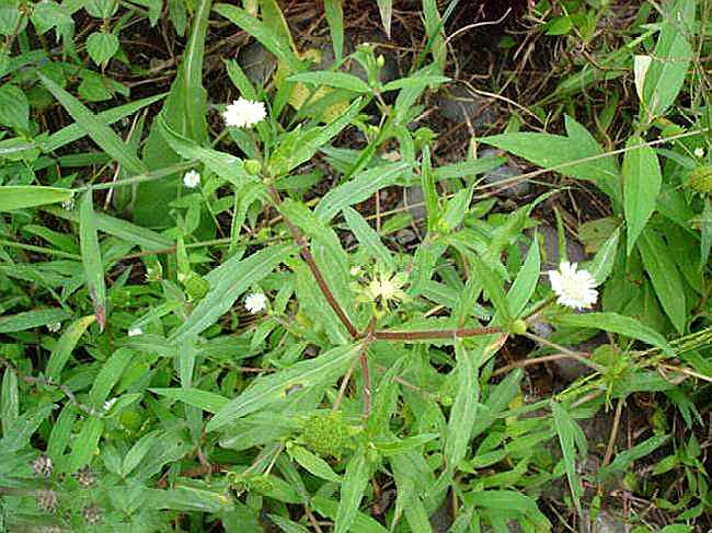 稻田旁边一种"墨草",乡下姑娘拿它"熬水"洗头,难怪头发乌黑