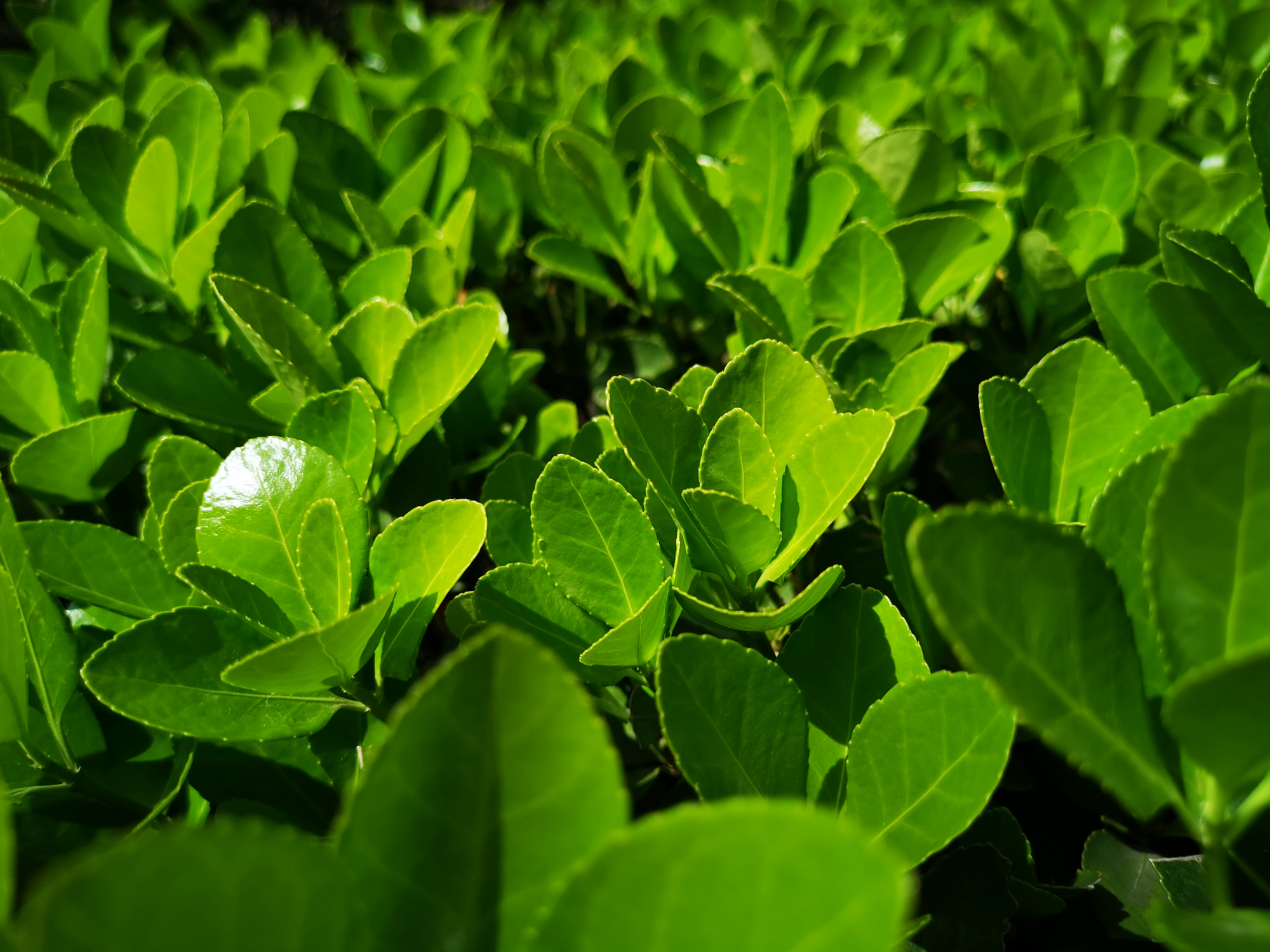 城市绿化植物 - 热门商品专区