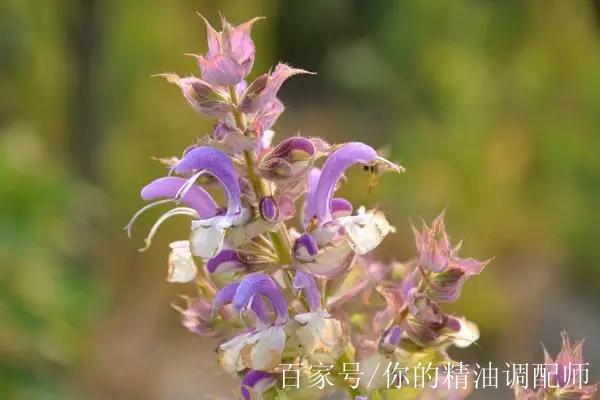 快樂鼠尾草精油,讓女人充滿女人味