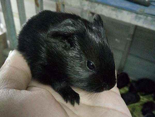 要想黑豚鼠养的好,它的这些生物特征你要知道,快来了解一下吧