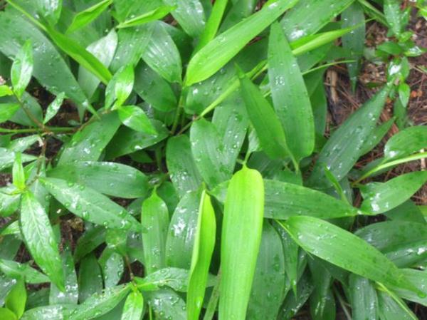 农村常见"竹叶草",珍贵价值大,农民种植一亩赚3万!