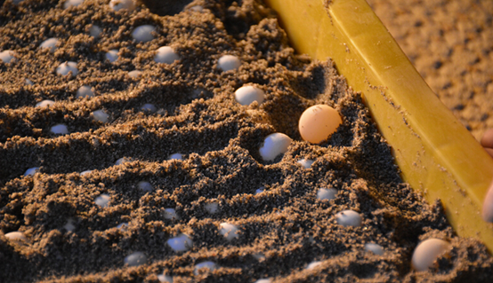 鳖卵的采集需要怎么采集,在什么条件下孵化比较好呢?