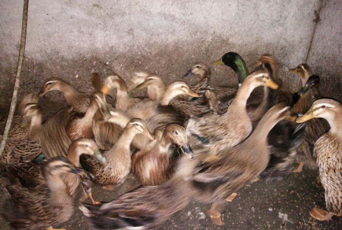 肉質鮮美,產蛋量高,高郵鴨飼養方法和管理技術