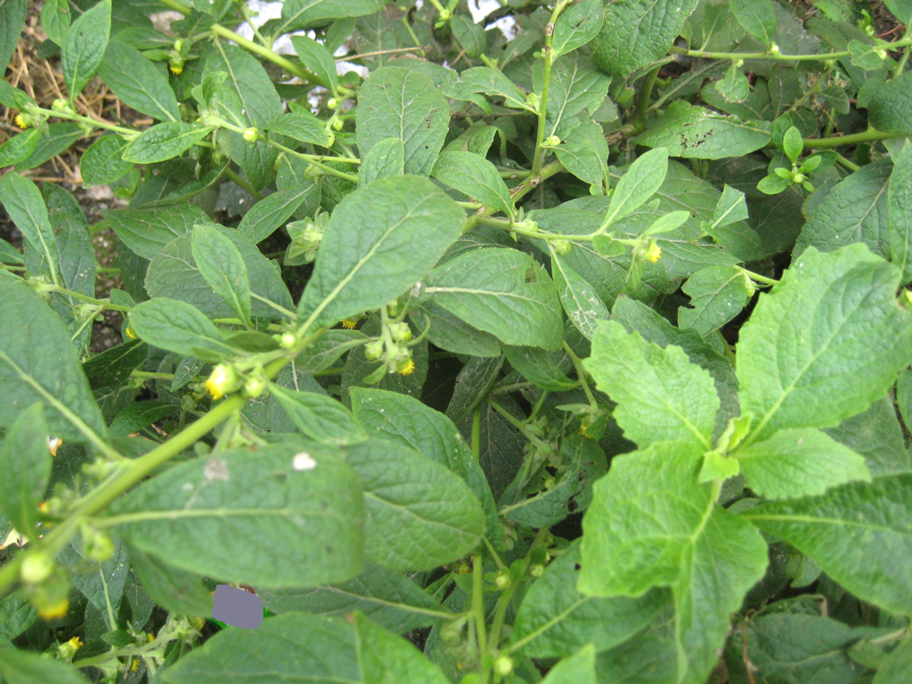 农村一种野草"天名精",农民别再用来养猪了,价值珍贵可杀虫