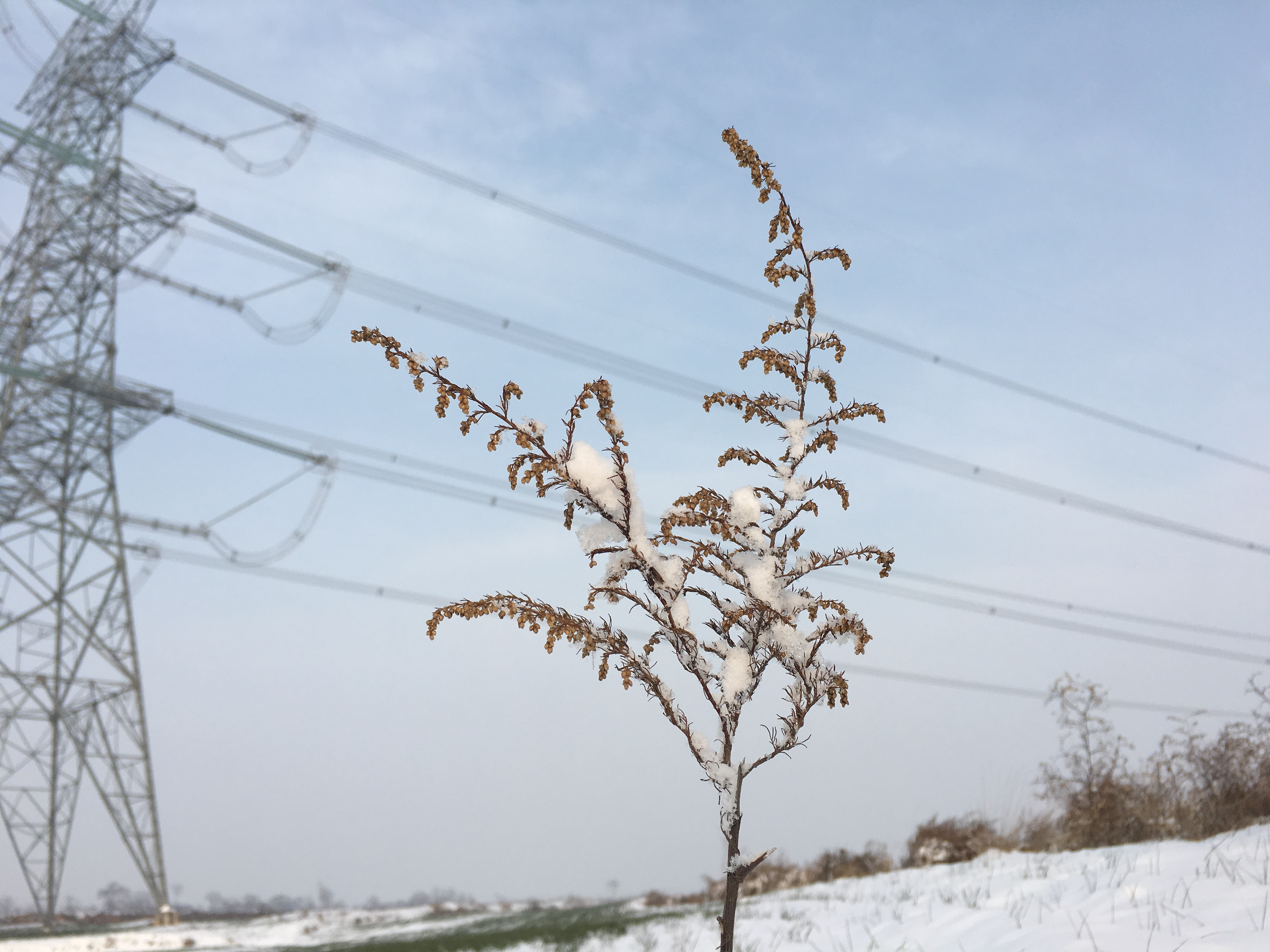 陕西关中的大雪也很美