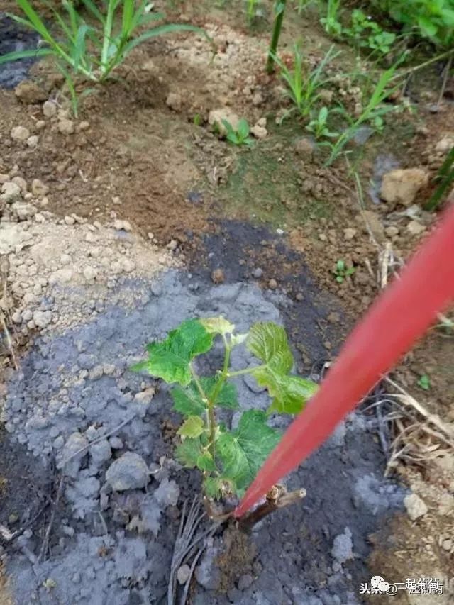 阳光玫瑰早春"病毒病"分析和解决方案