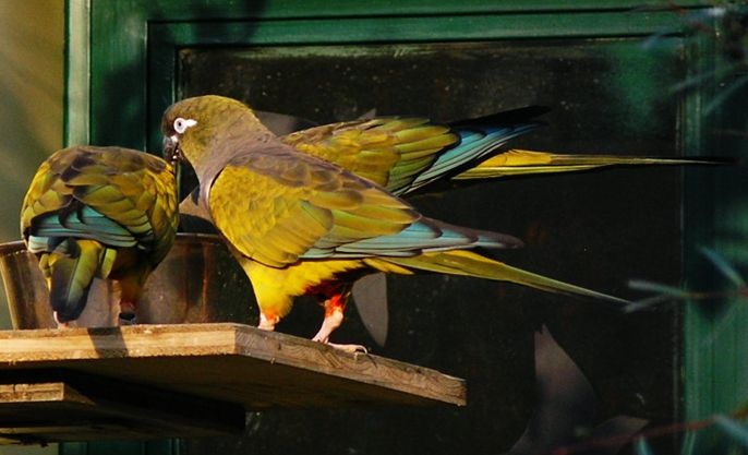 掘穴鹦哥你真的了解吗?掘穴鹦哥知识科普