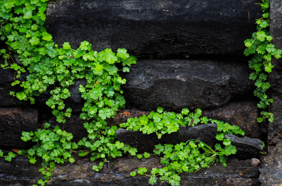 沟边这野草,人称"乞丐碗",民间却用来治"肝炎",请重视
