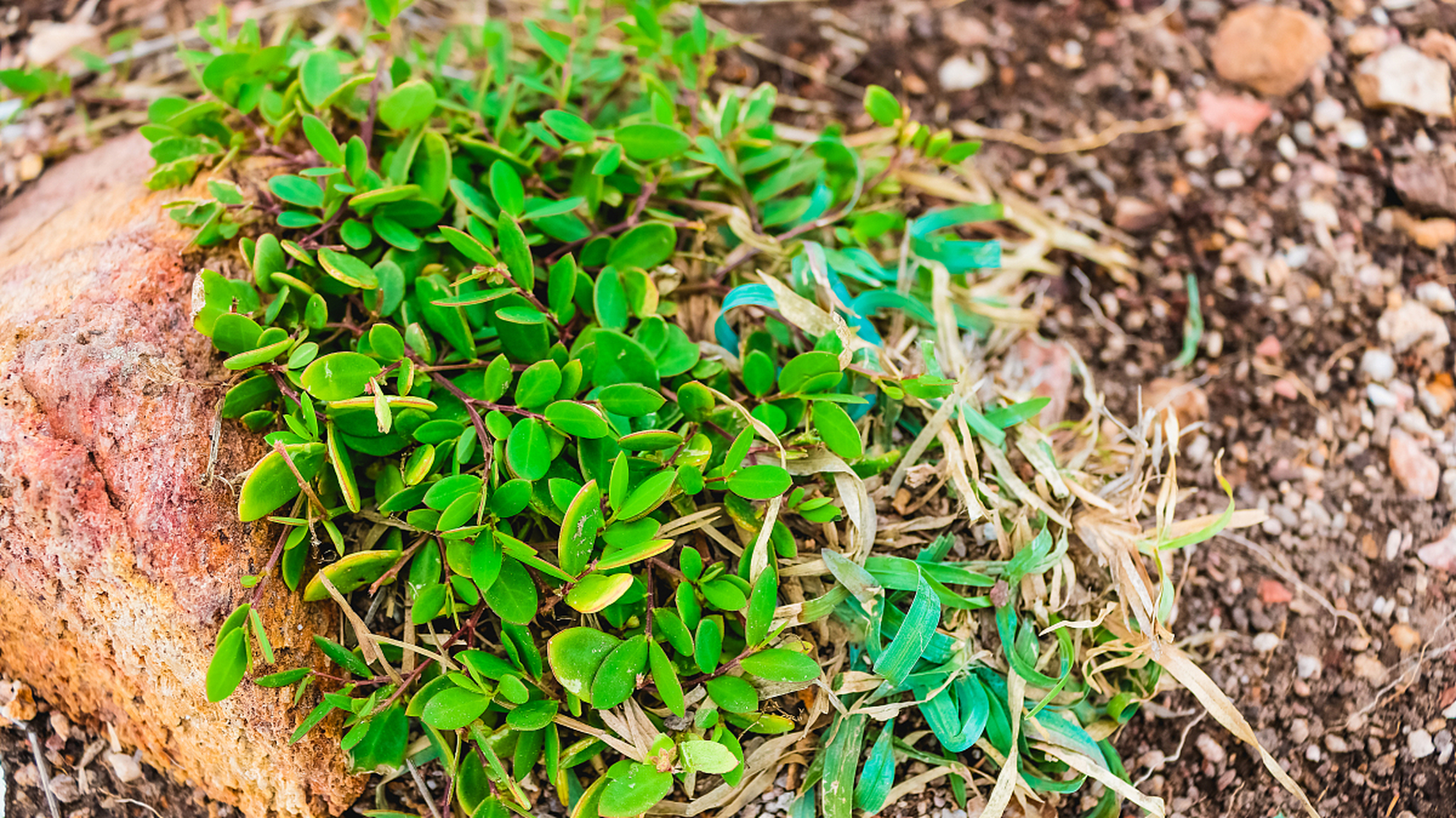 它主要生长在青藏高原地区和中国西南地区的高山草甸,山坡林缘等地.