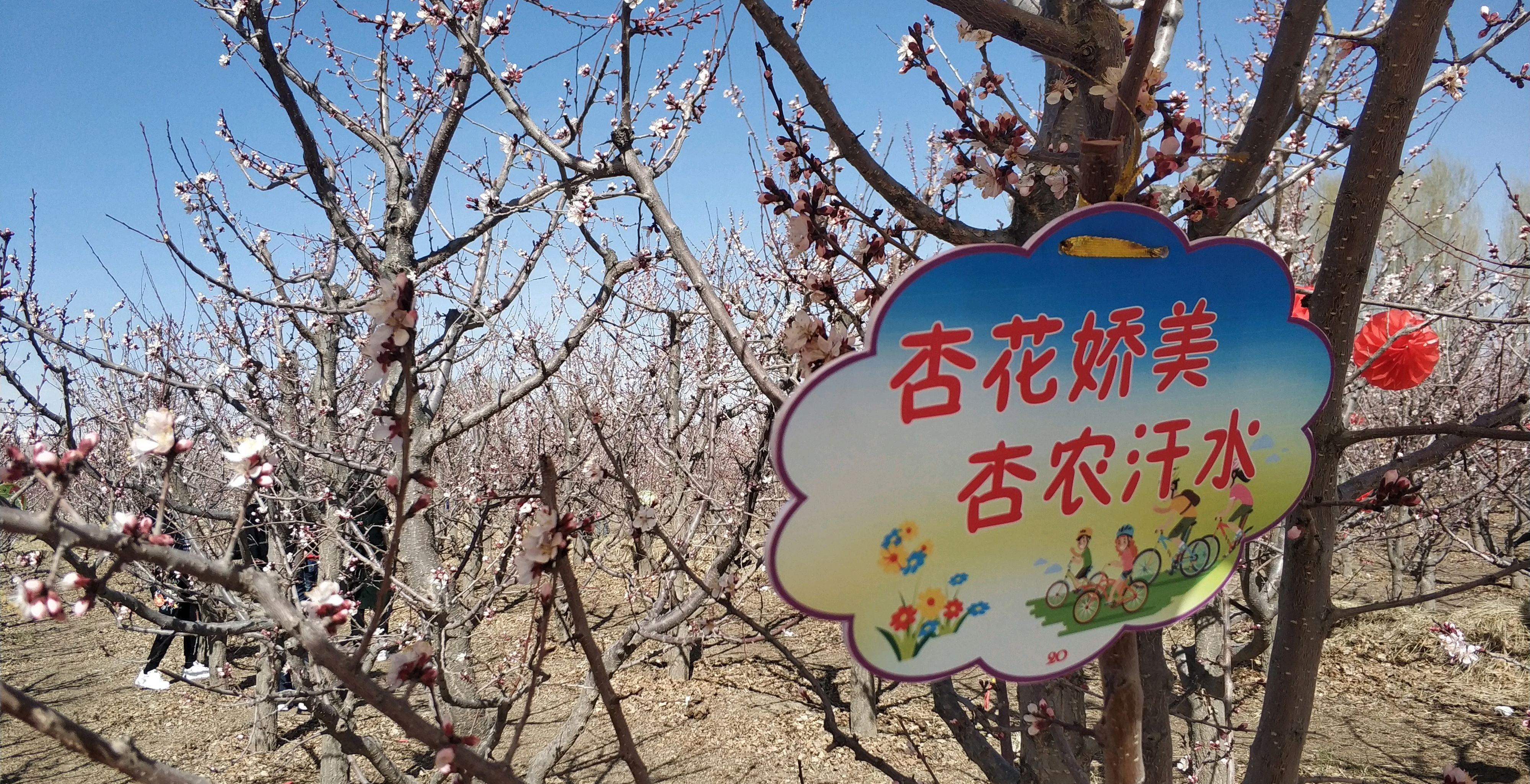 春日出游,酒泉今年的春天有点晚,金佛寺杏花节游记