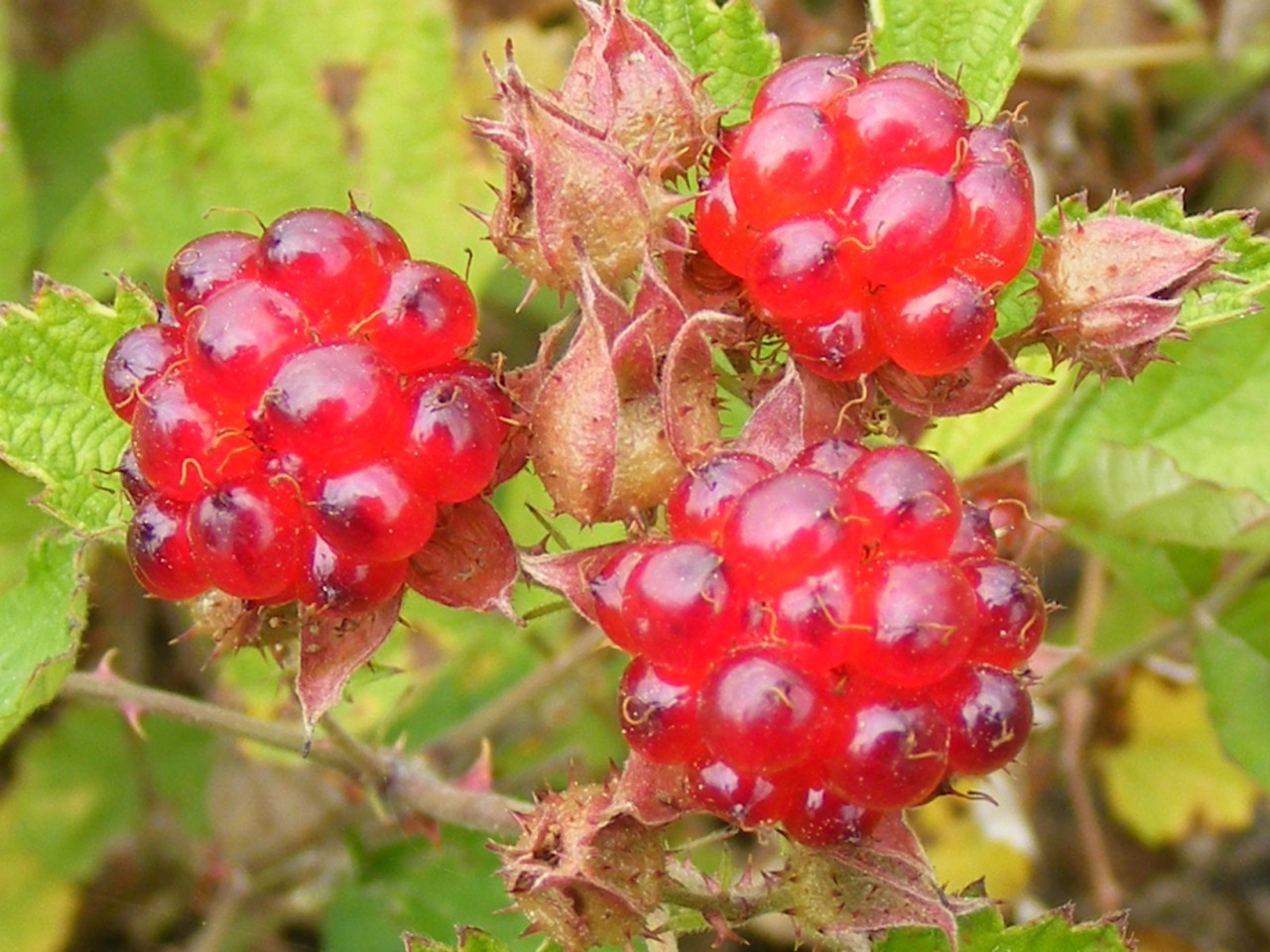 农村小时候常常拿来玩耍,也可以入药,老人说吃了容易被蛇咬