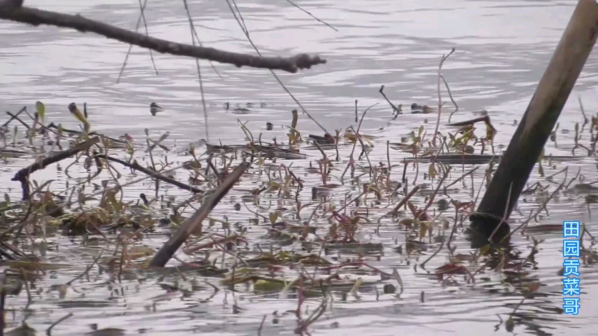 农村小伙去钓鱼,用90倍的变焦看浮漂,这清晰度还真厉害