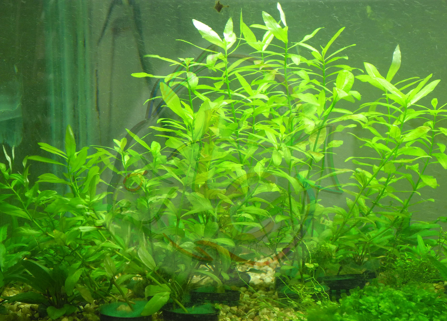 新手如何在自己的鱼缸里加入水草?需要提前考虑好这2点!