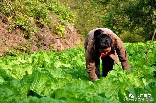 湖南种什么最赚钱 湖南种什么最赚钱最快