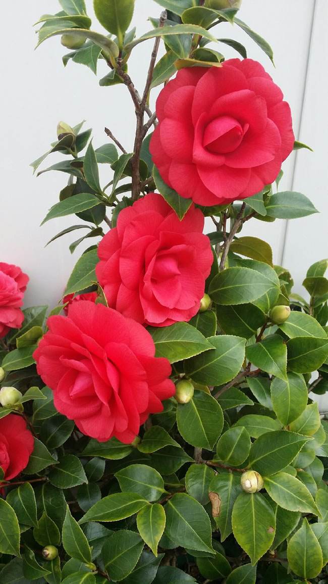 一般山茶花的花朵都偏大,而且花朵的颜色也比较鲜艳,观赏价值是特别的