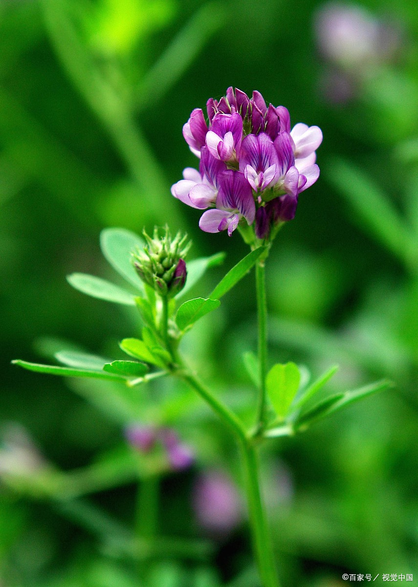 阳春三月了,猛然想起小时候,和伙伴们开始挖苜蓿芽吃了