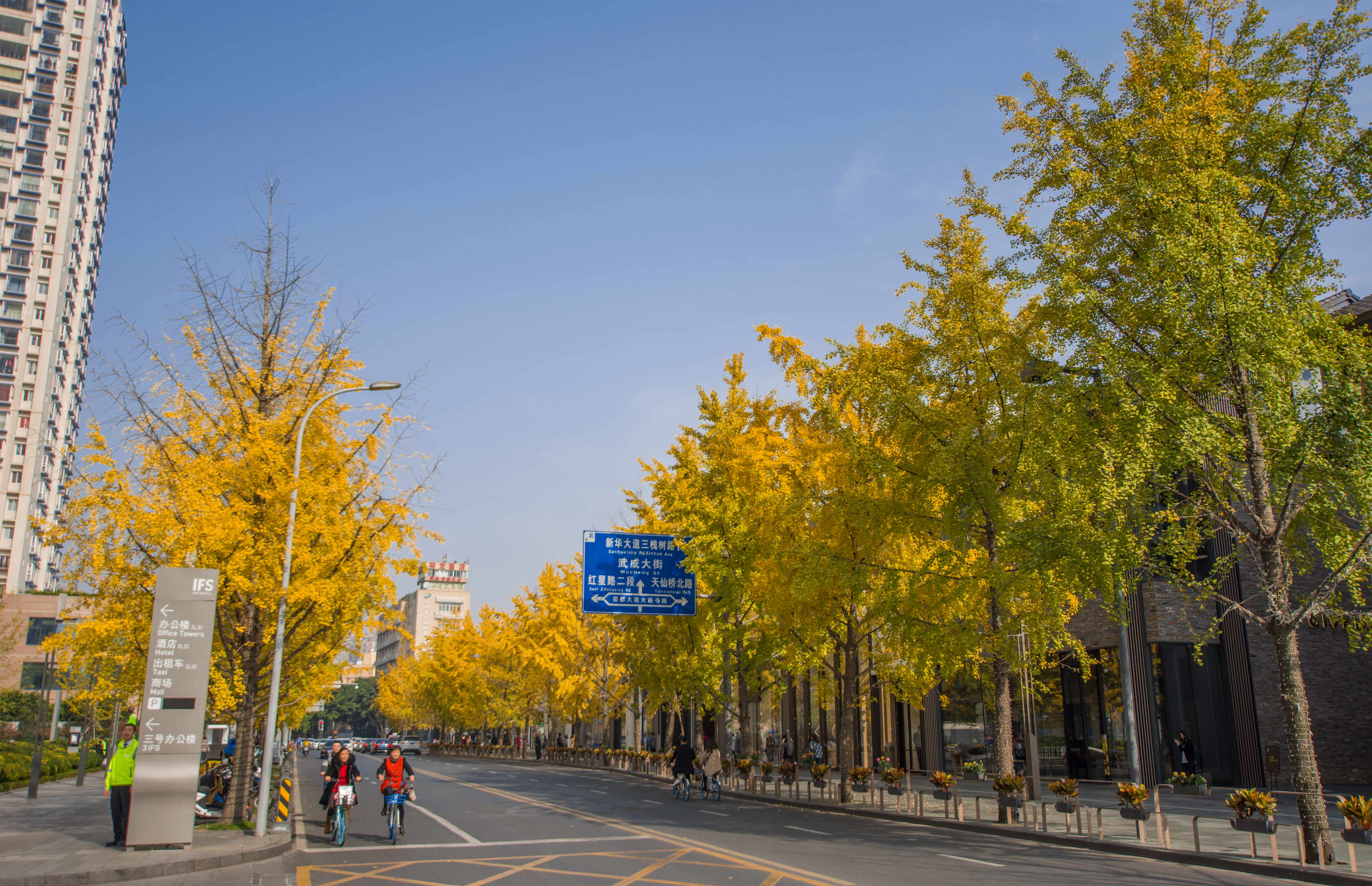 成都大慈寺,深秋的银杏美的一塌糊涂