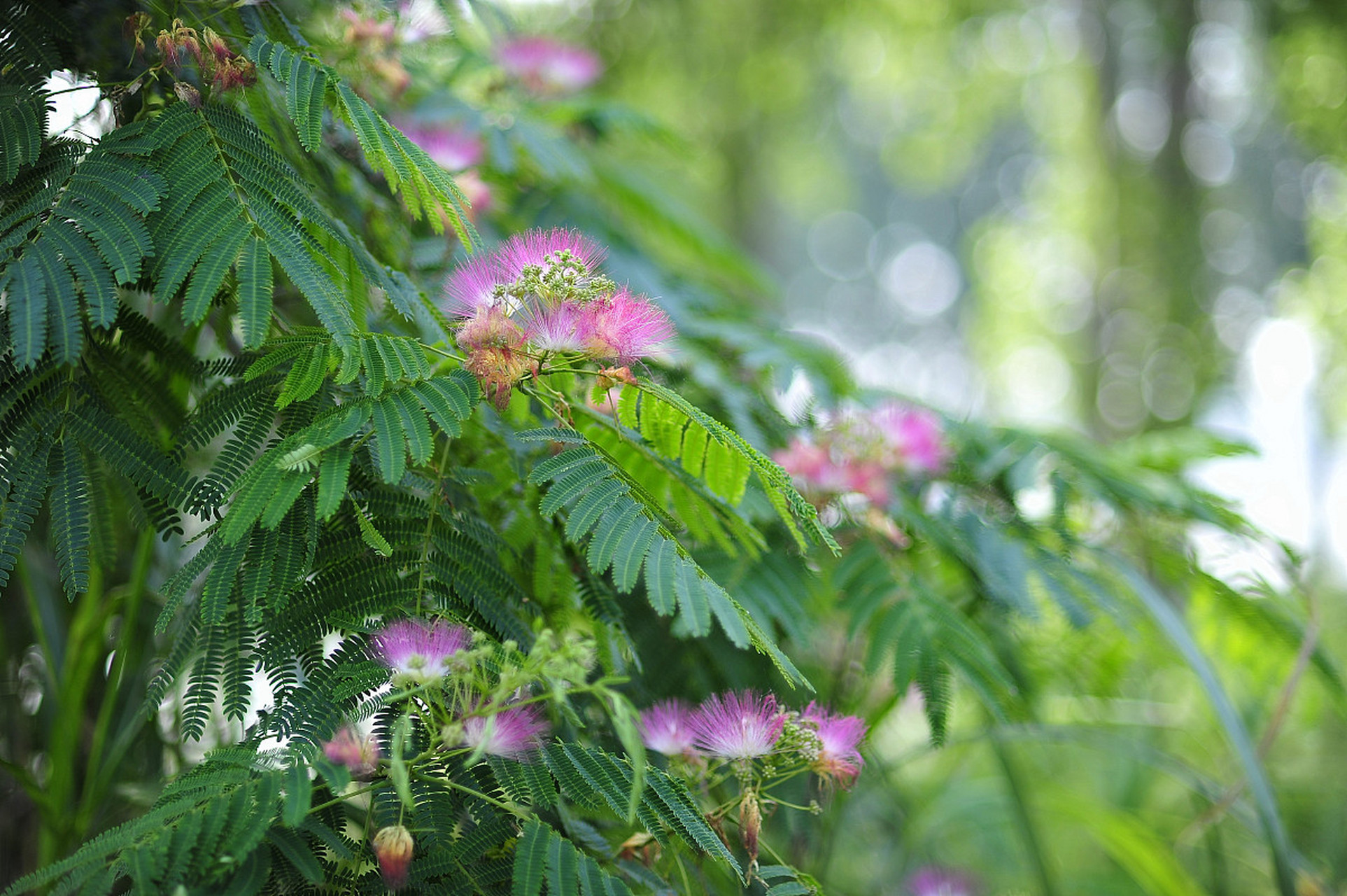 下面是合欢树的种植方法:  一,选择适当的土壤和容器  合欢树需要排水