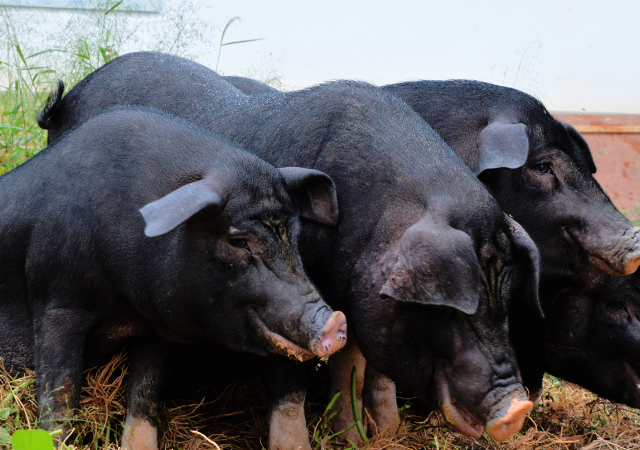 四川土黑猪 - 2020年最新商品信息聚合专区 - 百度爱采购