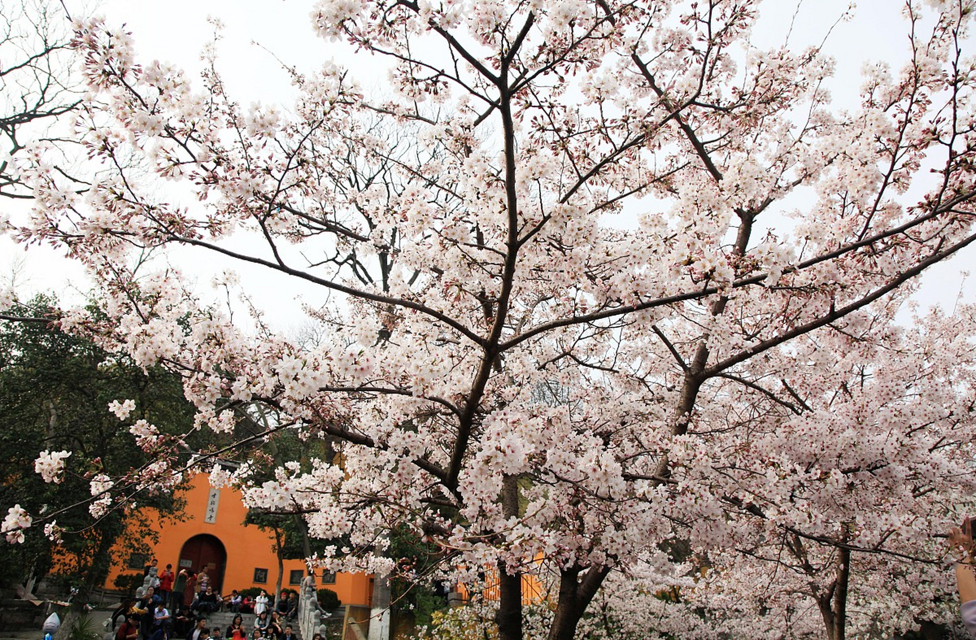 八大关樱花盛宴