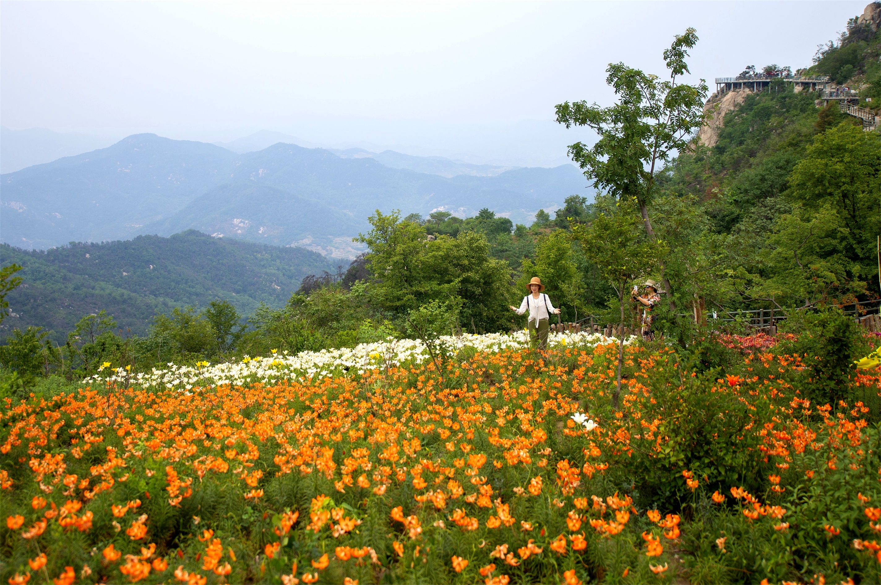 数万株百合绽放在沂蒙山之巅,云顶花海,开出了这世间的诗意芳华
