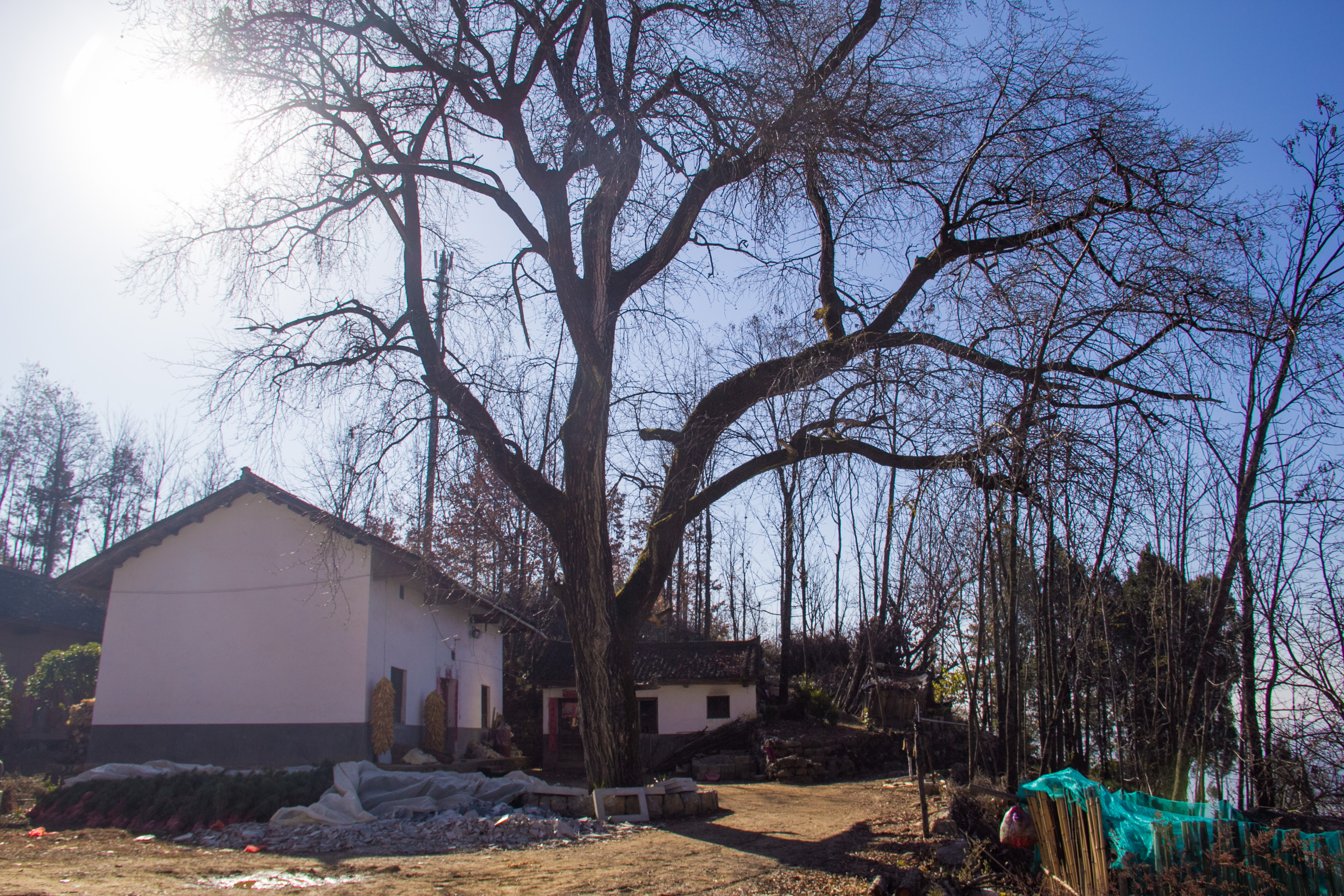行走秦岭:发现一棵千年古杨树,未来将规划成景点