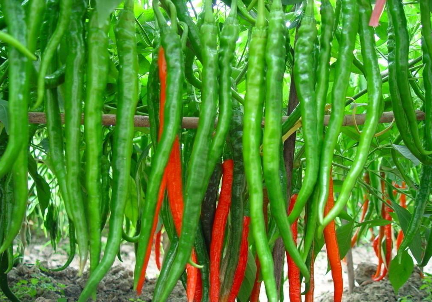 辣椒- 热门商品专区