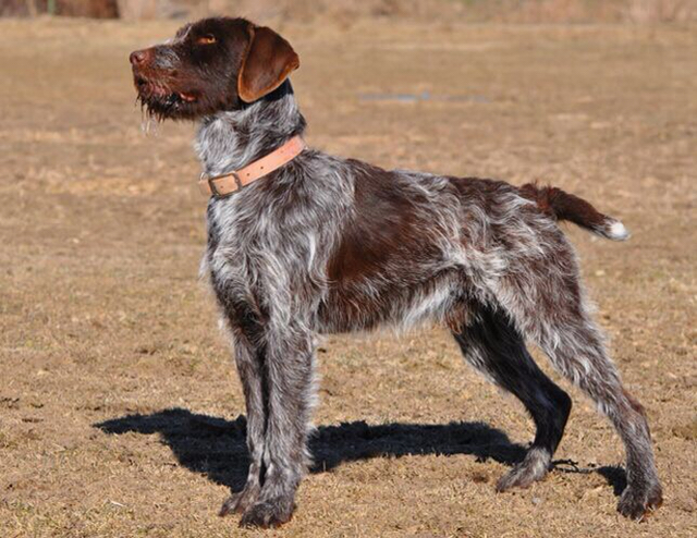 被誉为世界最出色的猎犬排名,每只猎犬都有独自的看家本领