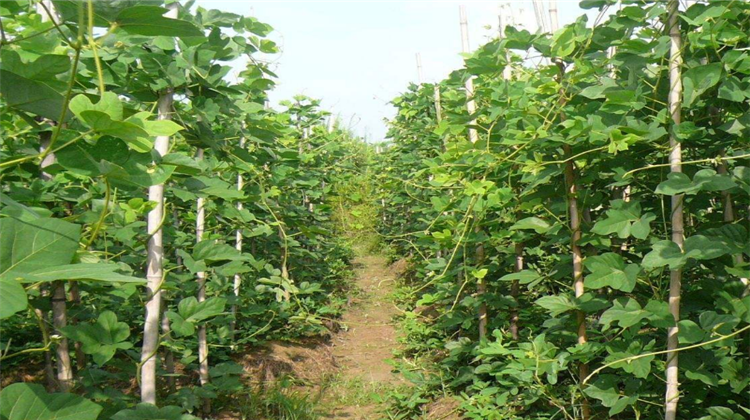 葛根种植管理 - 2020年最新商品信息聚合专区 - 百度爱采购