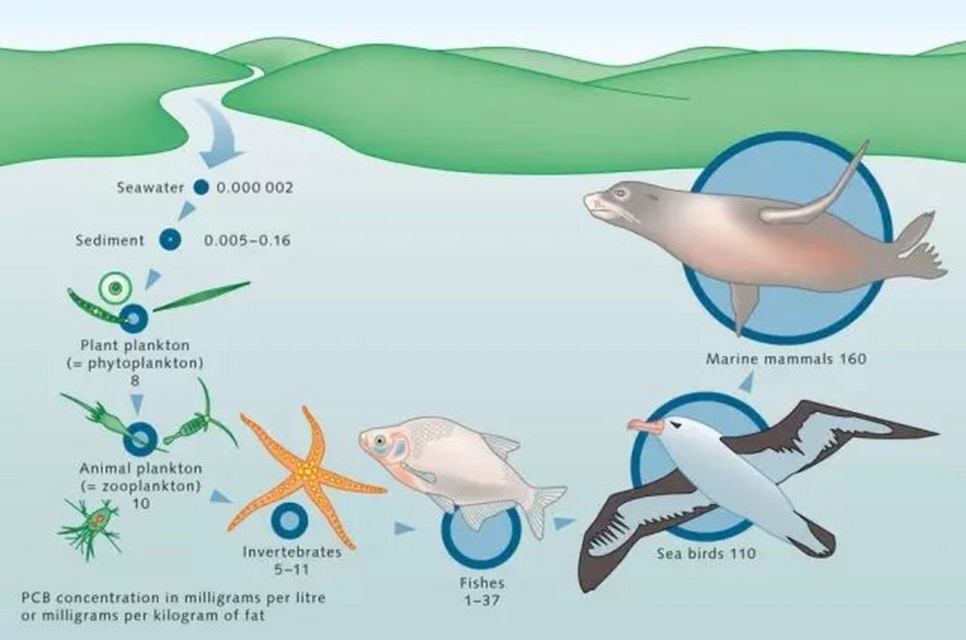 生物富集示意图图片