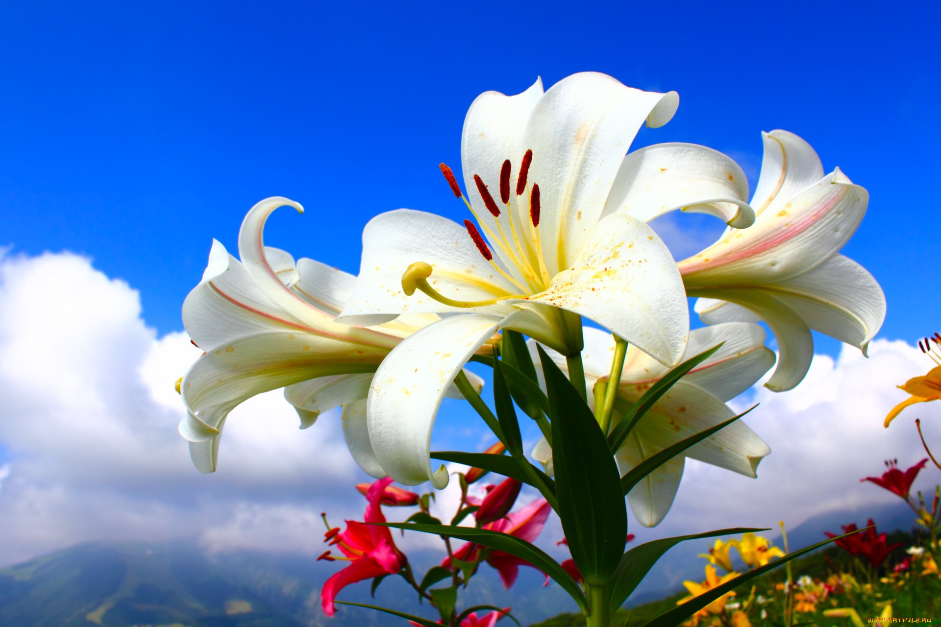 世界上最漂亮的百合花图片