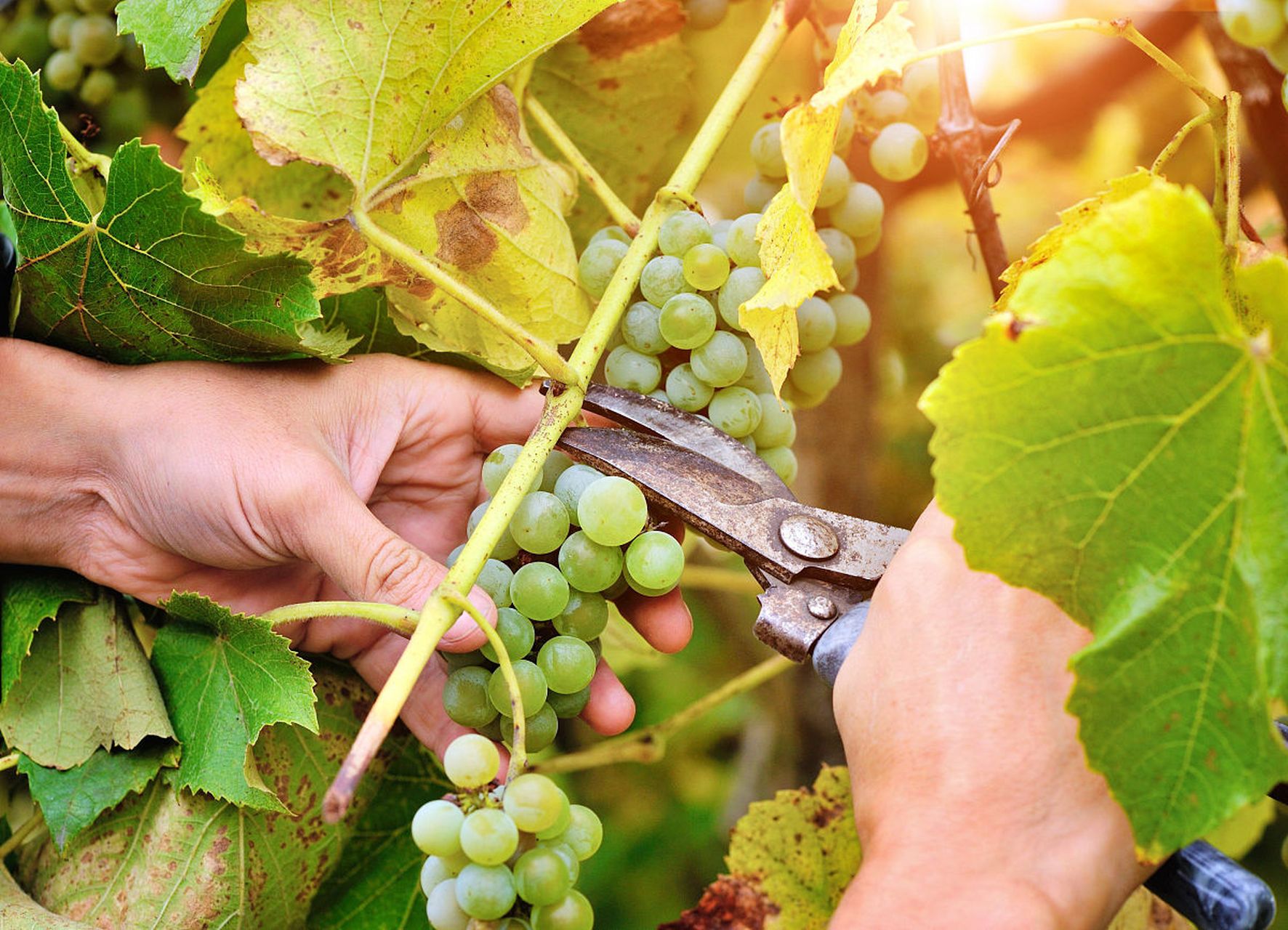 葡萄气灼病,也叫缩果病,是葡萄生理性病害中的一种,是由于"生理水分