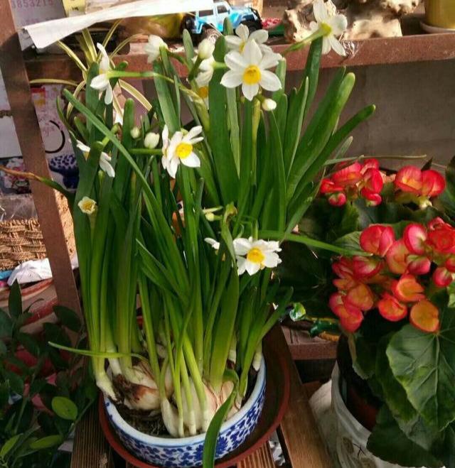 水仙变成"大蒜苗"?3个方法"拯救"它,过年准开花