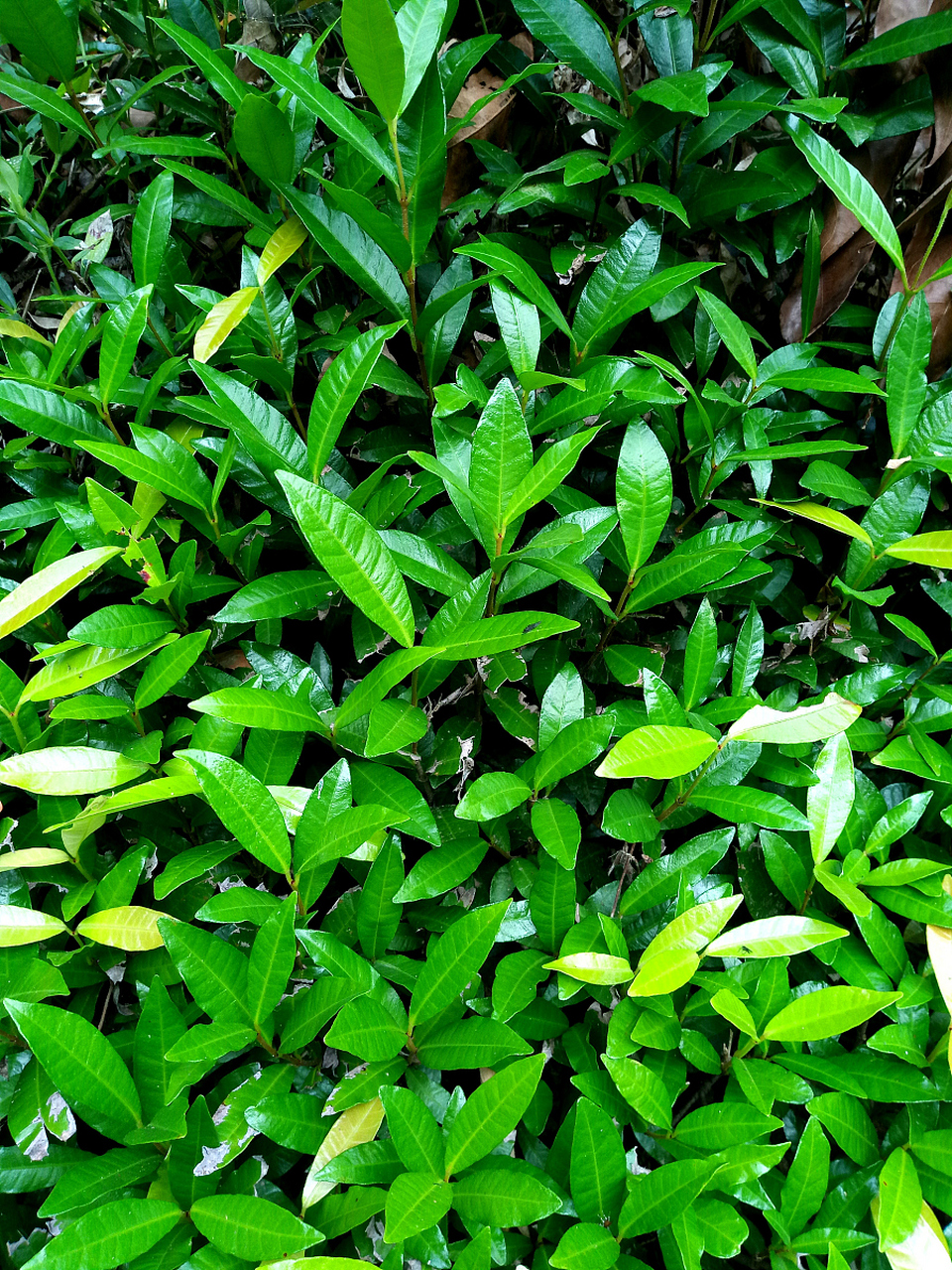 矮地茶的功效与作用	 矮地茶的关键功效是止咳平喘,清泻寒湿.