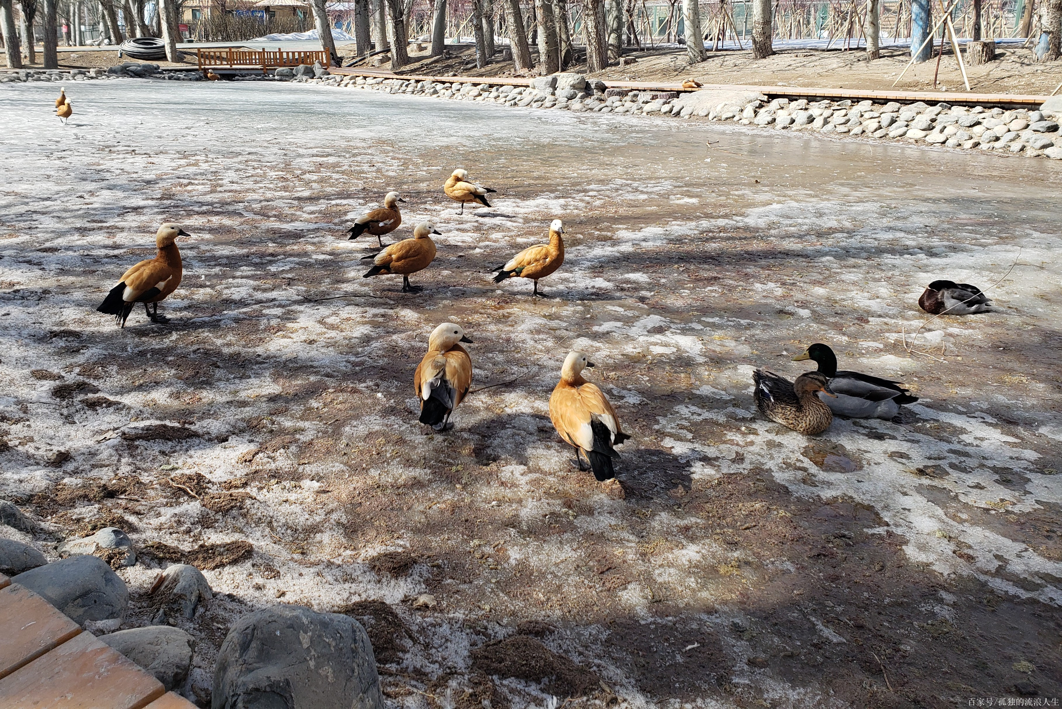 烏魯木齊天山野生動物園全攻略(含雪豹小視頻)