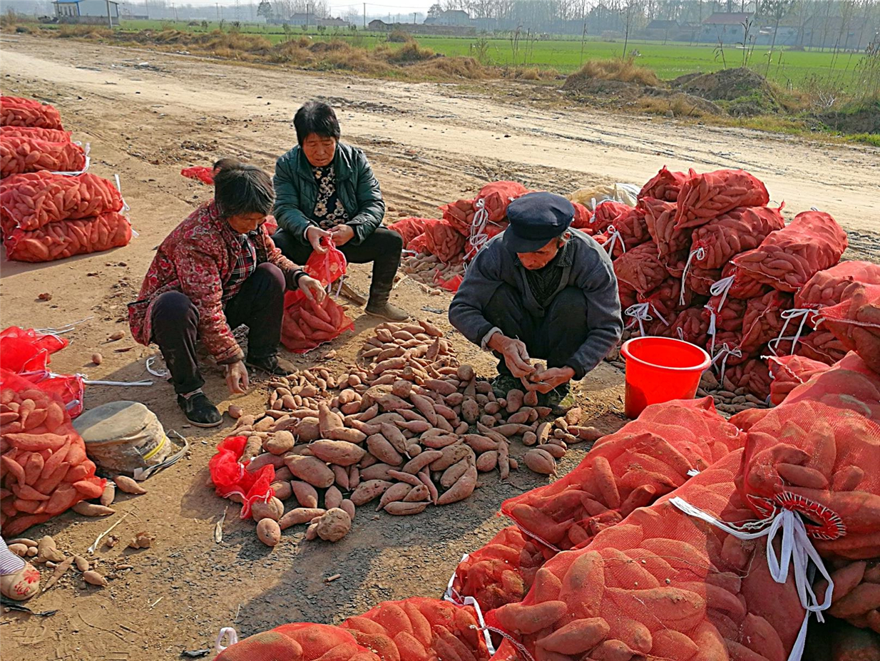 农民小伙种红薯遇滞销,10元一袋路边售卖,大量农民血本无归!