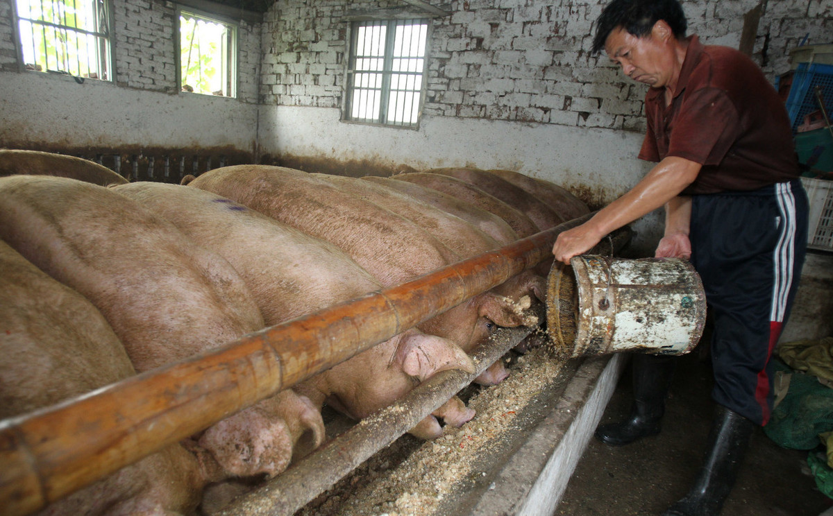 泔水喂猪是传统,为什么会受到处罚?