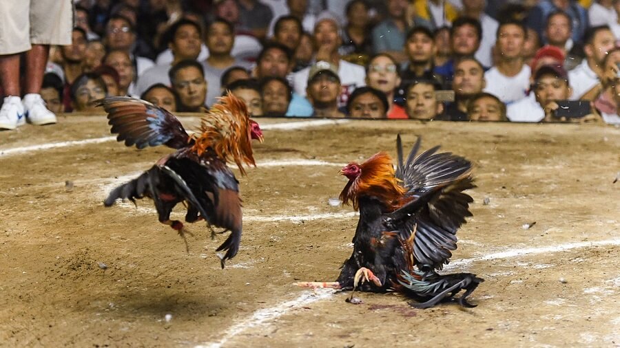 男子在斗鸡比赛现场被公鸡杀死,鸡身上绑刀片划开男子肚皮