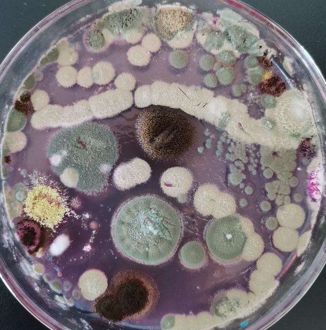 微观世界中的霉菌,放大之后会有多漂亮?