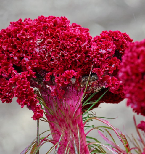 鸡冠花一年草本植物,夏秋季开花,花多为红色,呈鸡冠状,故称鸡冠花.