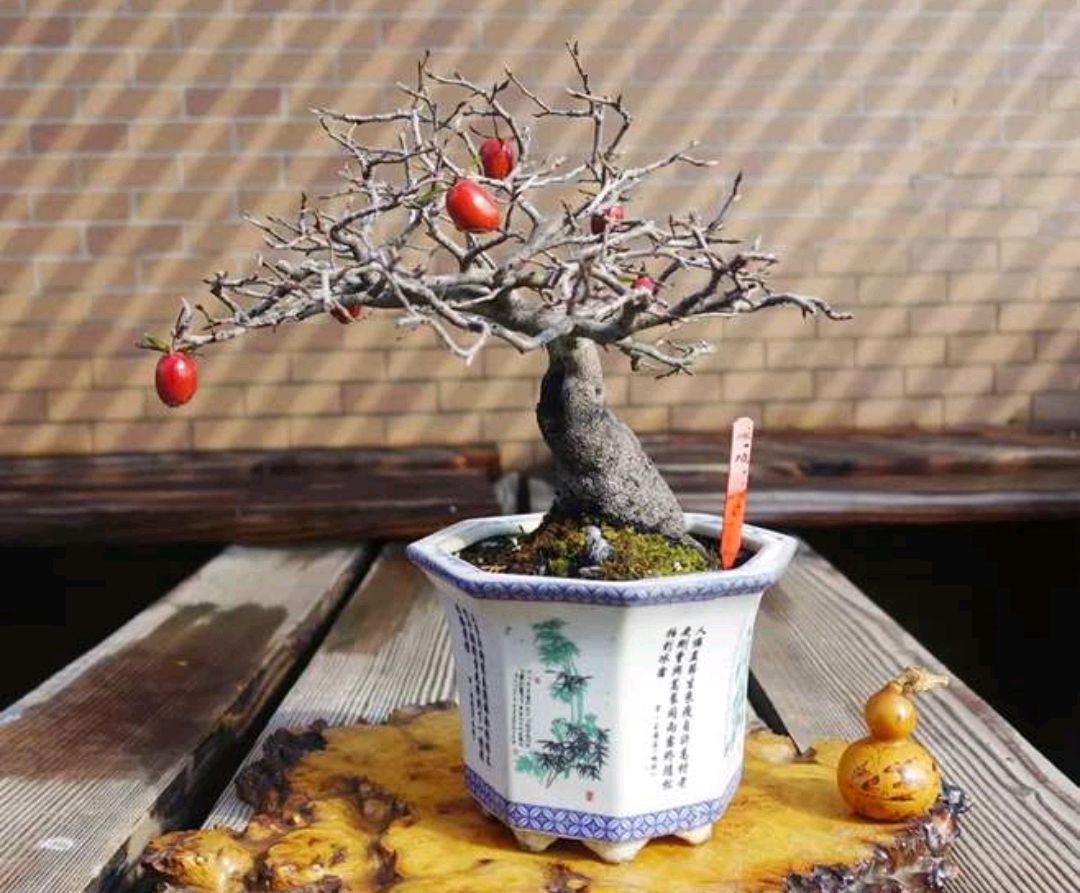 老鸦柿,植株矮霸结果多才美,如何打造?