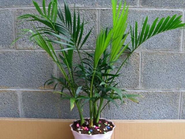 散尾葵又名黄椰子,喜欢温暖的环境,是室内观叶植物