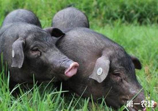 可乐猪真的是喝可乐长大的吗?网友侃:没错,而且喝的是百事