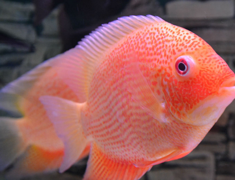 金菠萝鱼较温和甚至有些胆怯,喜欢底栖无脊椎动物如水蚯蚓之类!