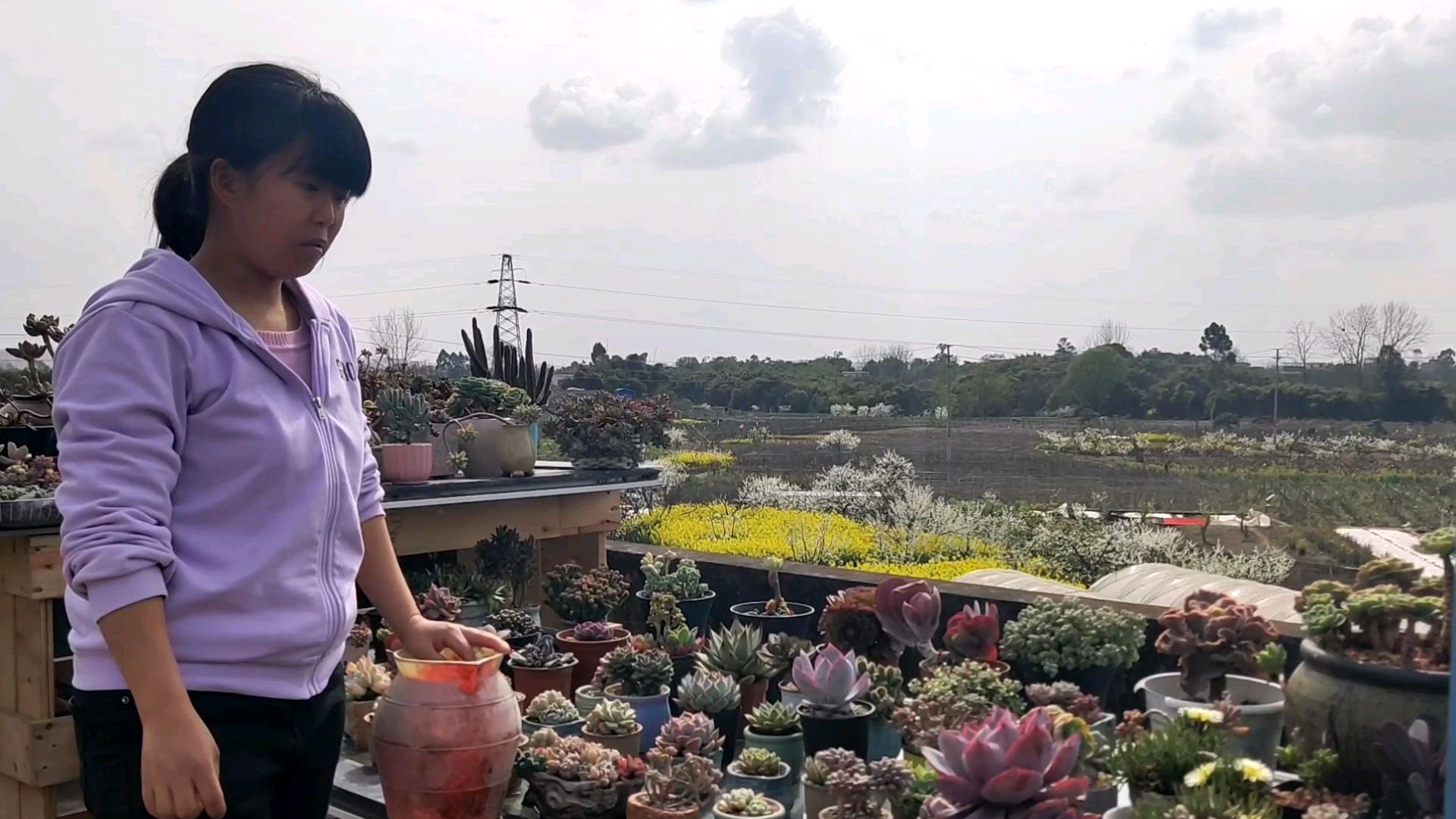 春暖花开,多肉们也想开花,但是必须把花剑剪掉