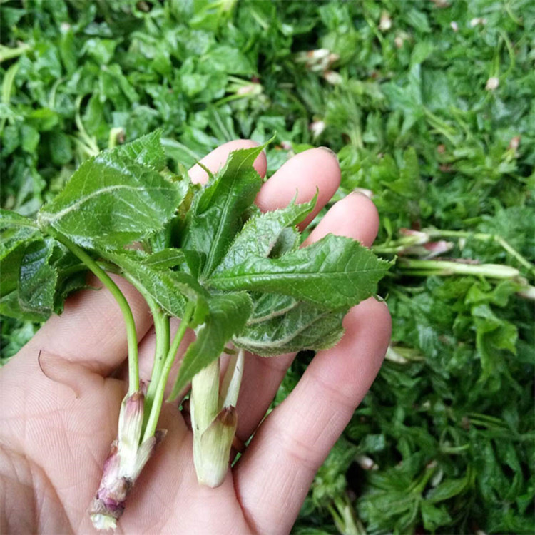 刺五加的繁殖可在春季选择扦插的编制,一样平常是拔