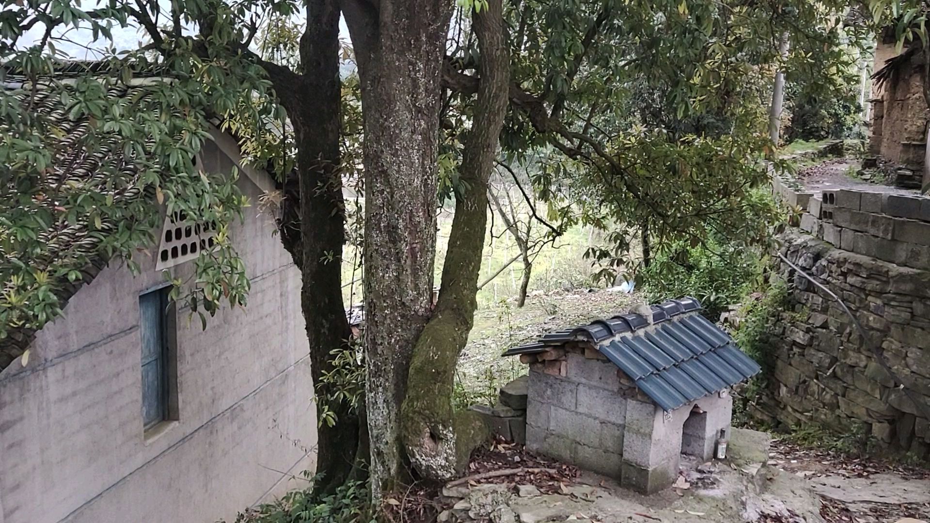 农村千年古树,你能认出金弹子和老鸭树吗?